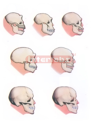 HUMAN SKULL DEVELOPMENT AND REVORUTION CO MPARERION MODELS BY THE BRAINS DEVELOPMENTS